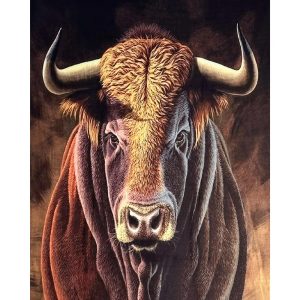 Stola Toro In Cashmere