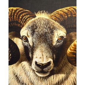 Stola Montone In Cashmere